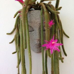 Aporocactus cactus plant